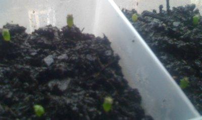 More information about "Trichocereus pachanoi 1"