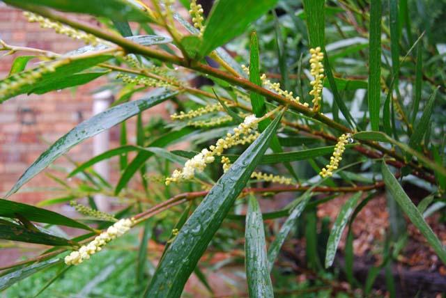 first obtusifolia flowers