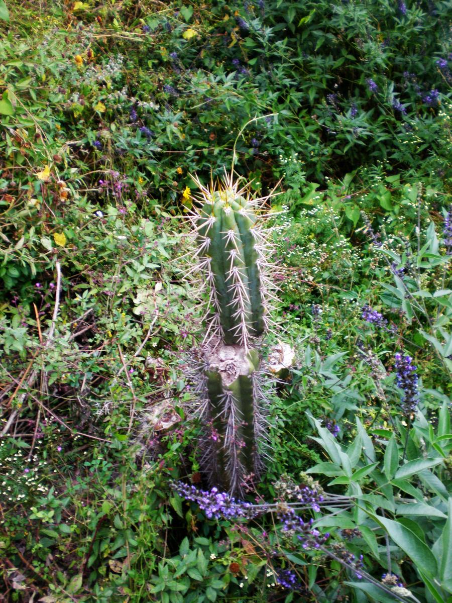 Trichocereus cuscoensis