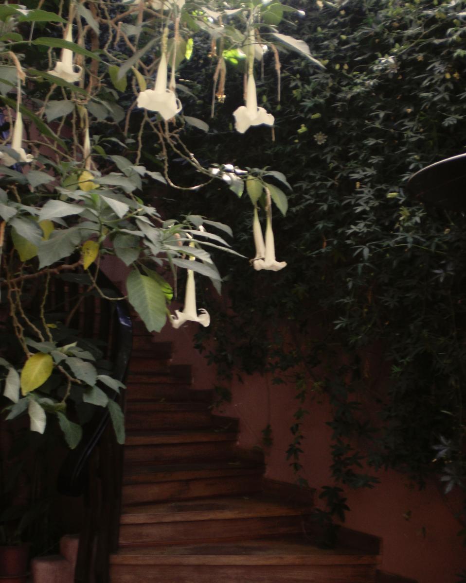 Brugmansia and Passiflora in Pisac Inn