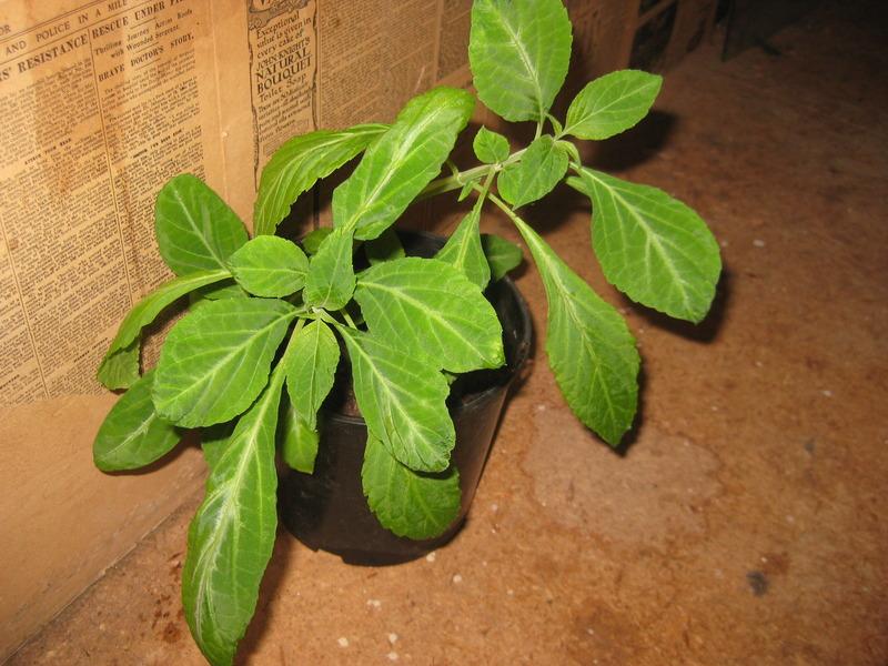 Salvia divinorum