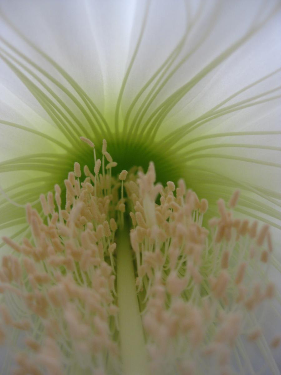 Pachanoi flower up close