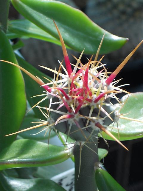 ferocactus on peres