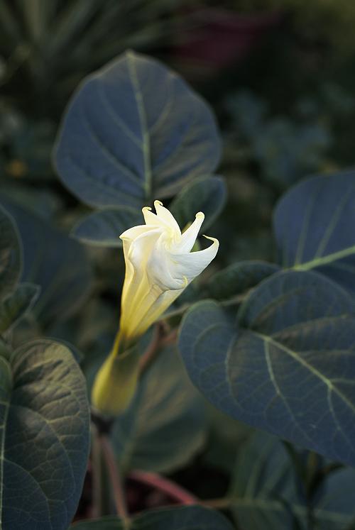 Datura Inoxia Flowering!