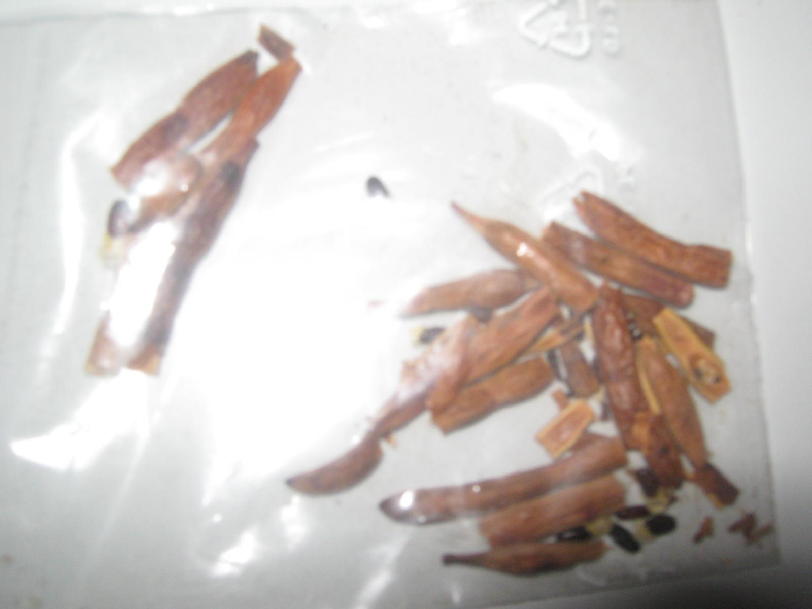 More information about "obtusifolia"