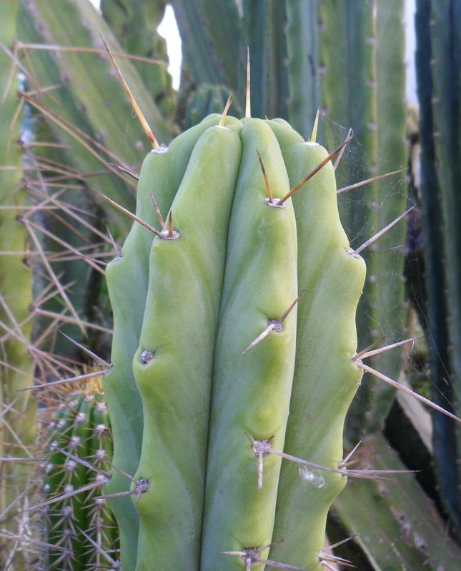 T. bridgesii "JB"