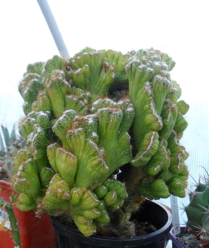 T. grandiflorus "Akira"