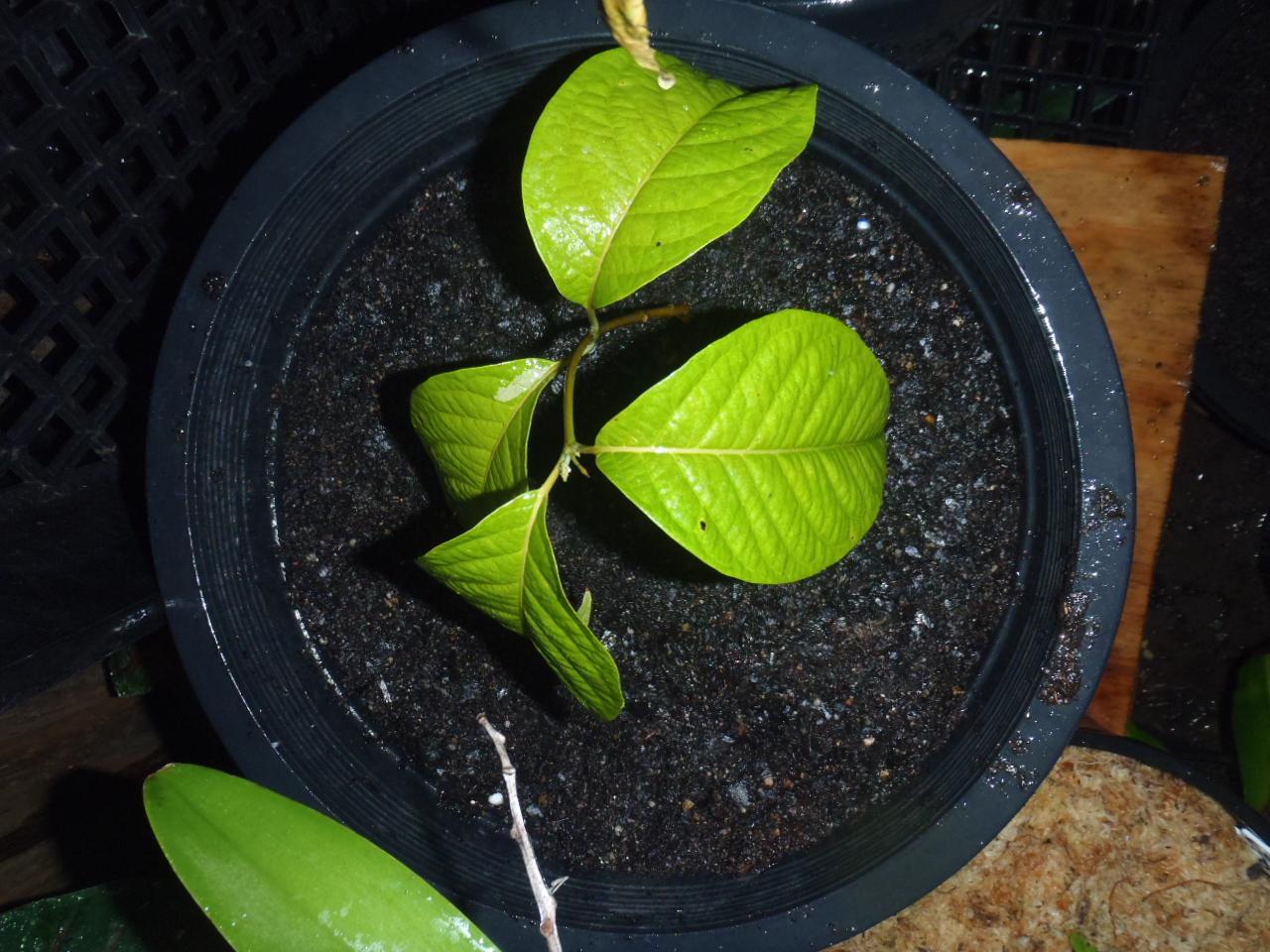 B. Caapi