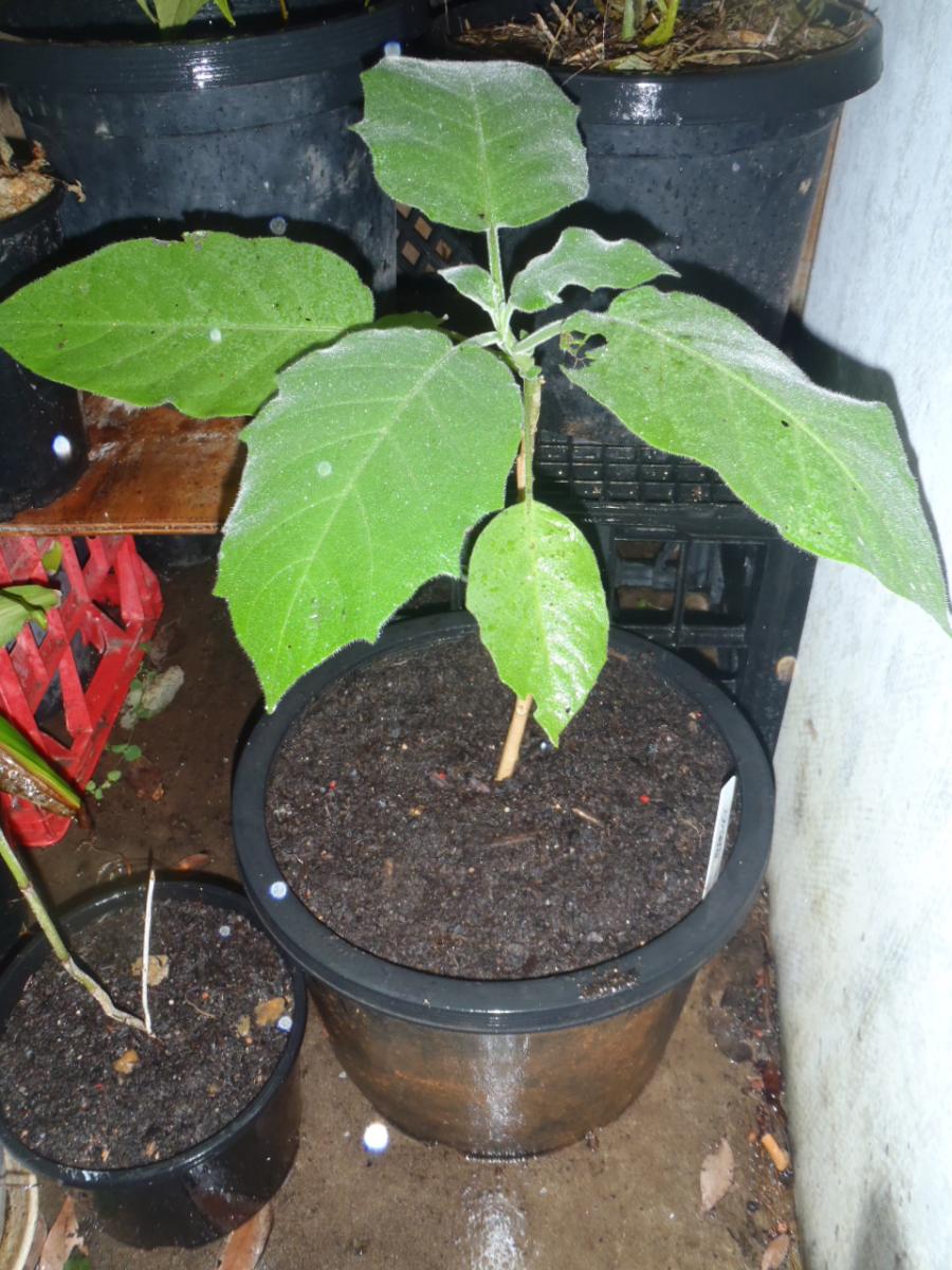 Brugmansia "Apricot" as labelled by my nan lol