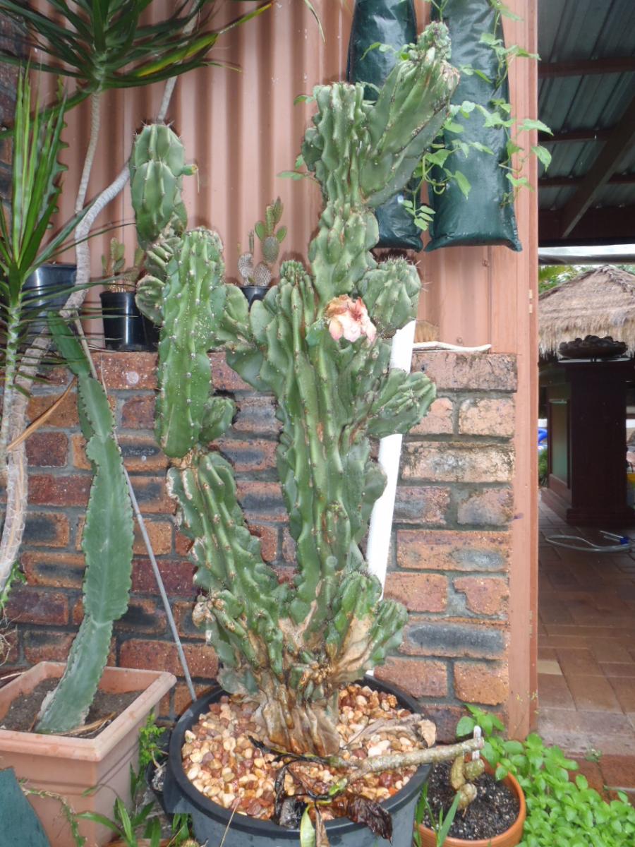 Cereus Peruvianus Monstrose