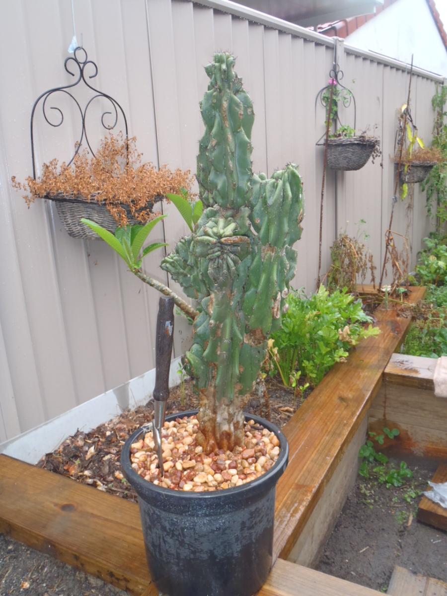 Cereus Peruvianus Monstrose