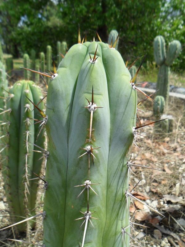 Seed sold as T. pachanoi