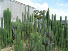 Group shot, main garden