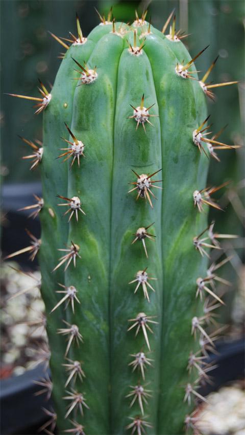 peruvianus seed