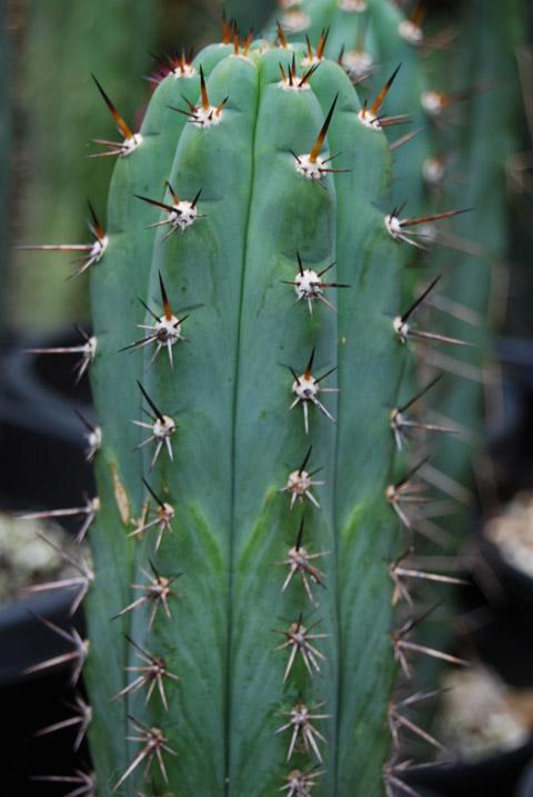 seed as peruvianus