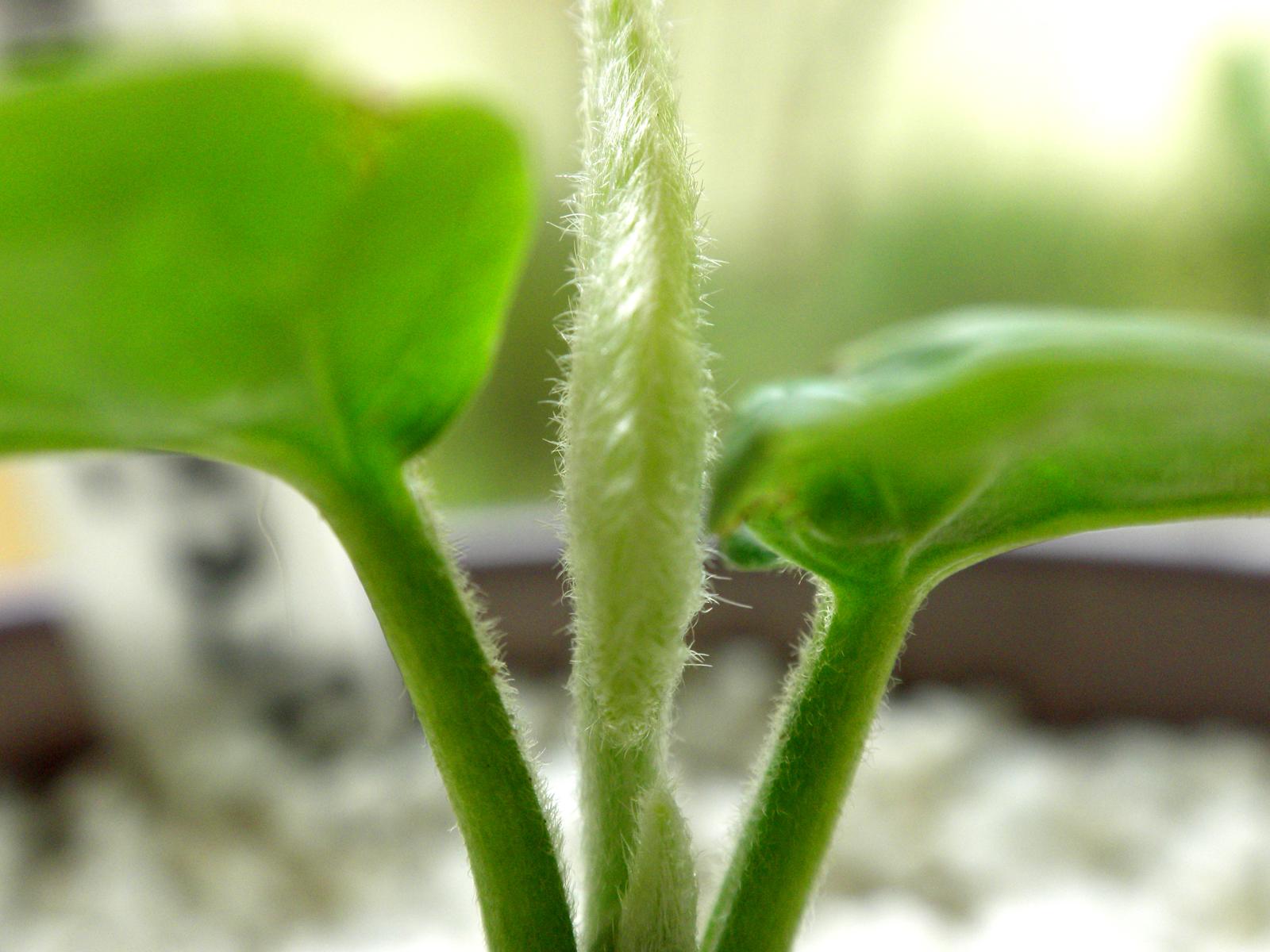 Argyreia Nervosa Seedling