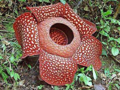 Stinking Corpse Lily (Rafflesia arnoldii)