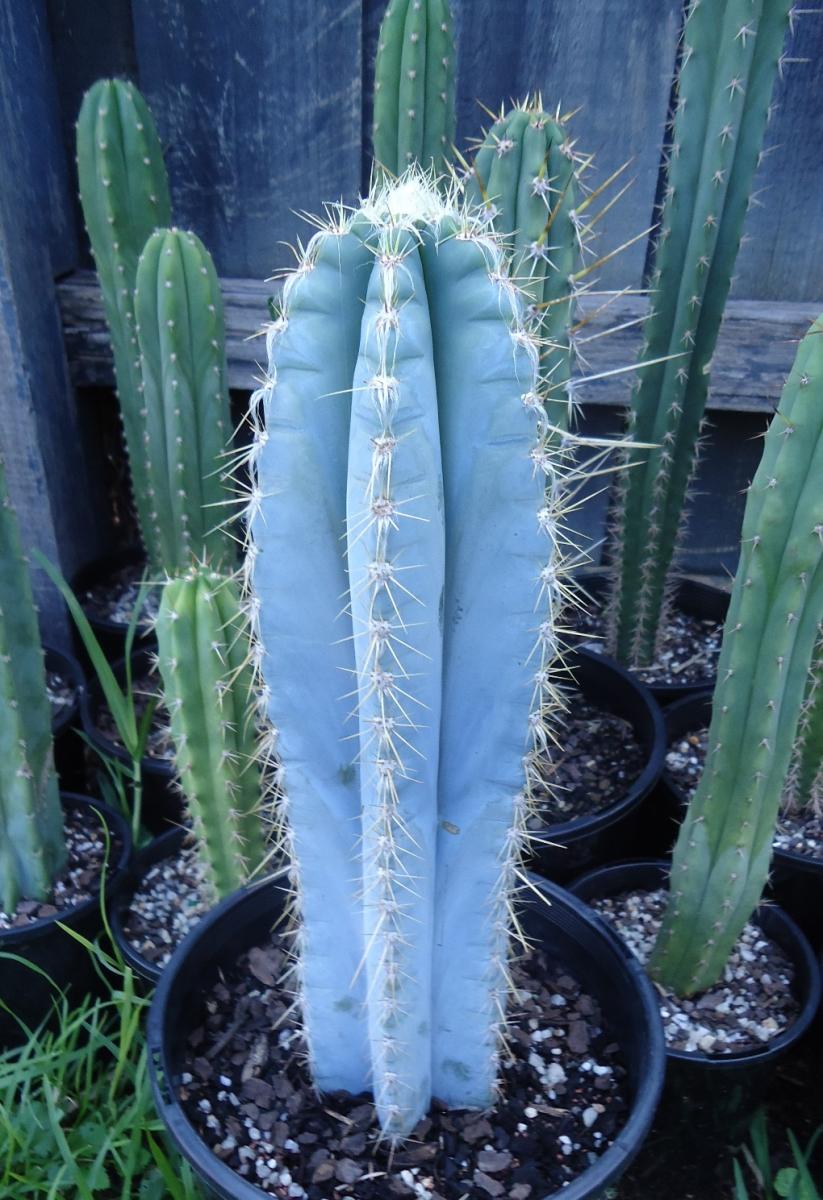 Pilosocereus azureus