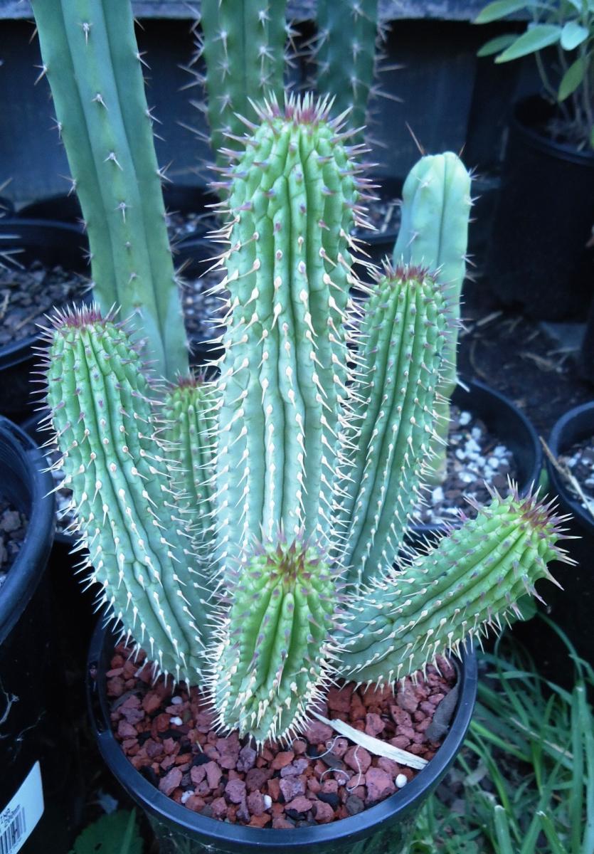 Hoodia gordonii