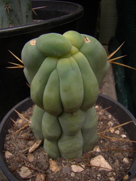 Semi-monstrose bridgesii