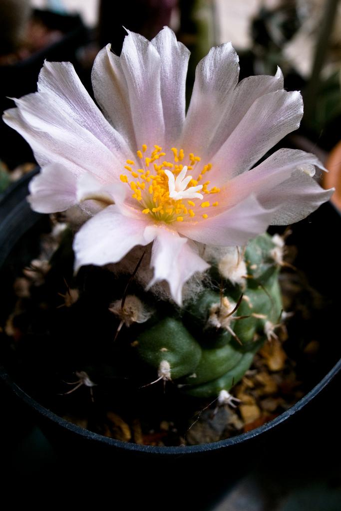 Flowering Turbinicarpus lophophoroides