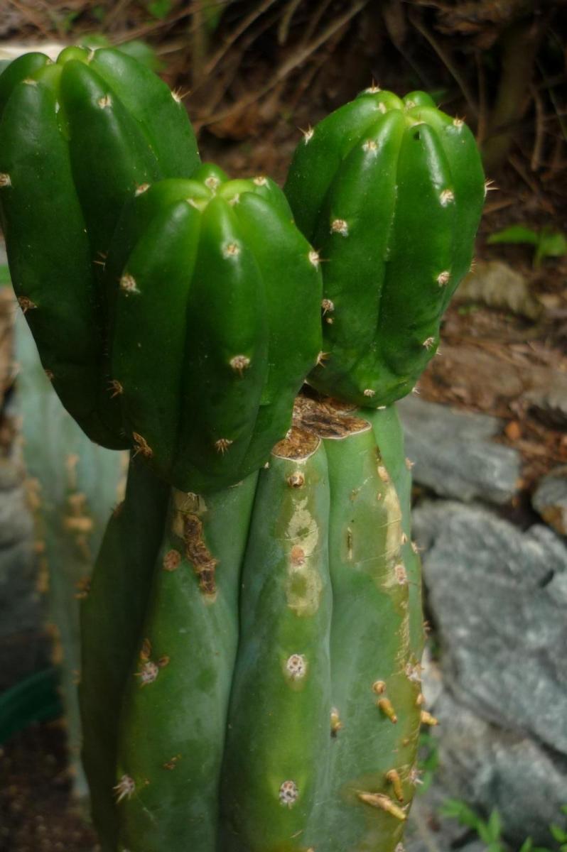 More information about "A new set of spines every week!"