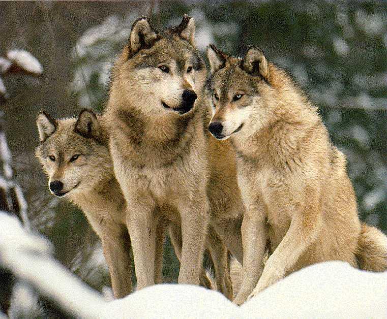 Wolves3.jpg