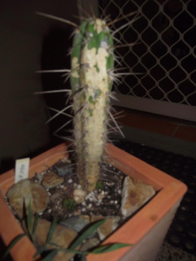 Pachanoi After Scale Attack, whole cacti