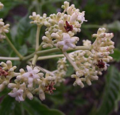 Psychotria Alba - Flowers