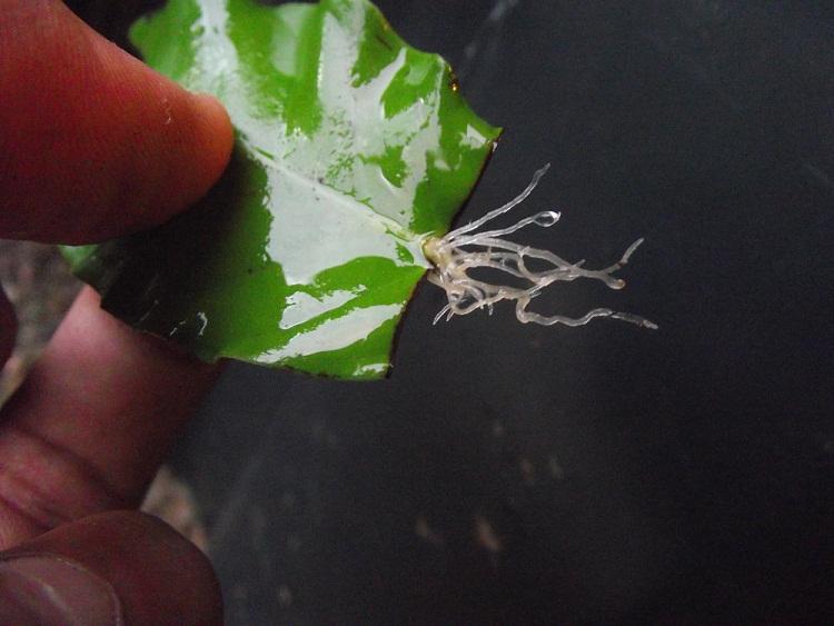 Psychotria carthagenensis leaf cutting