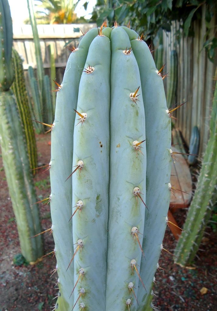 T.peruvianus 'Sharxx Blue'