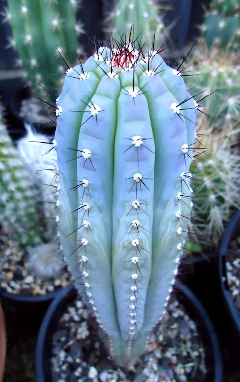 Cipocereus bradei