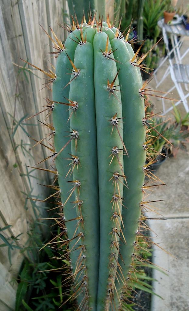 T.macrogonus 'Fields'