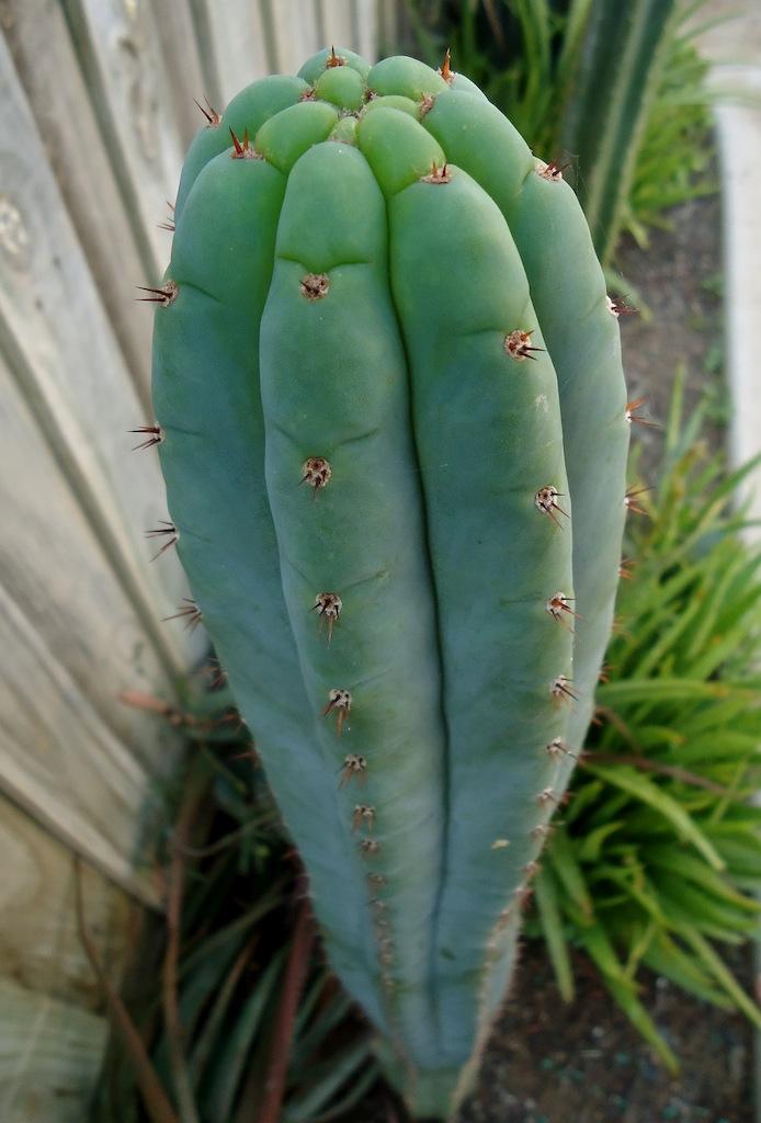 T.peruvianus (short spined)