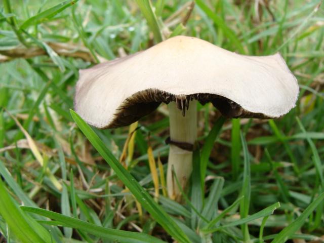 p. cubensis