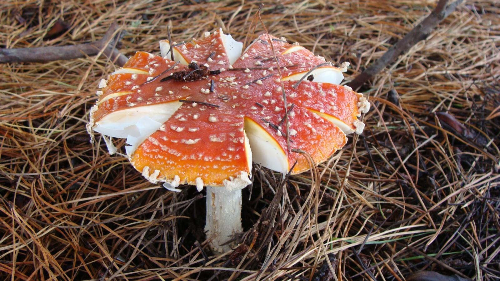 amanita muscaria