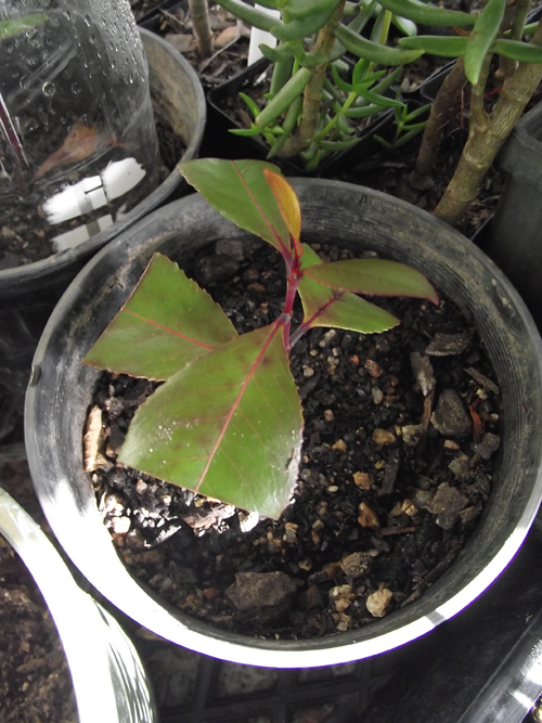 Catha Edulis Red Cuttings