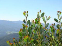 acacia phlebophylla