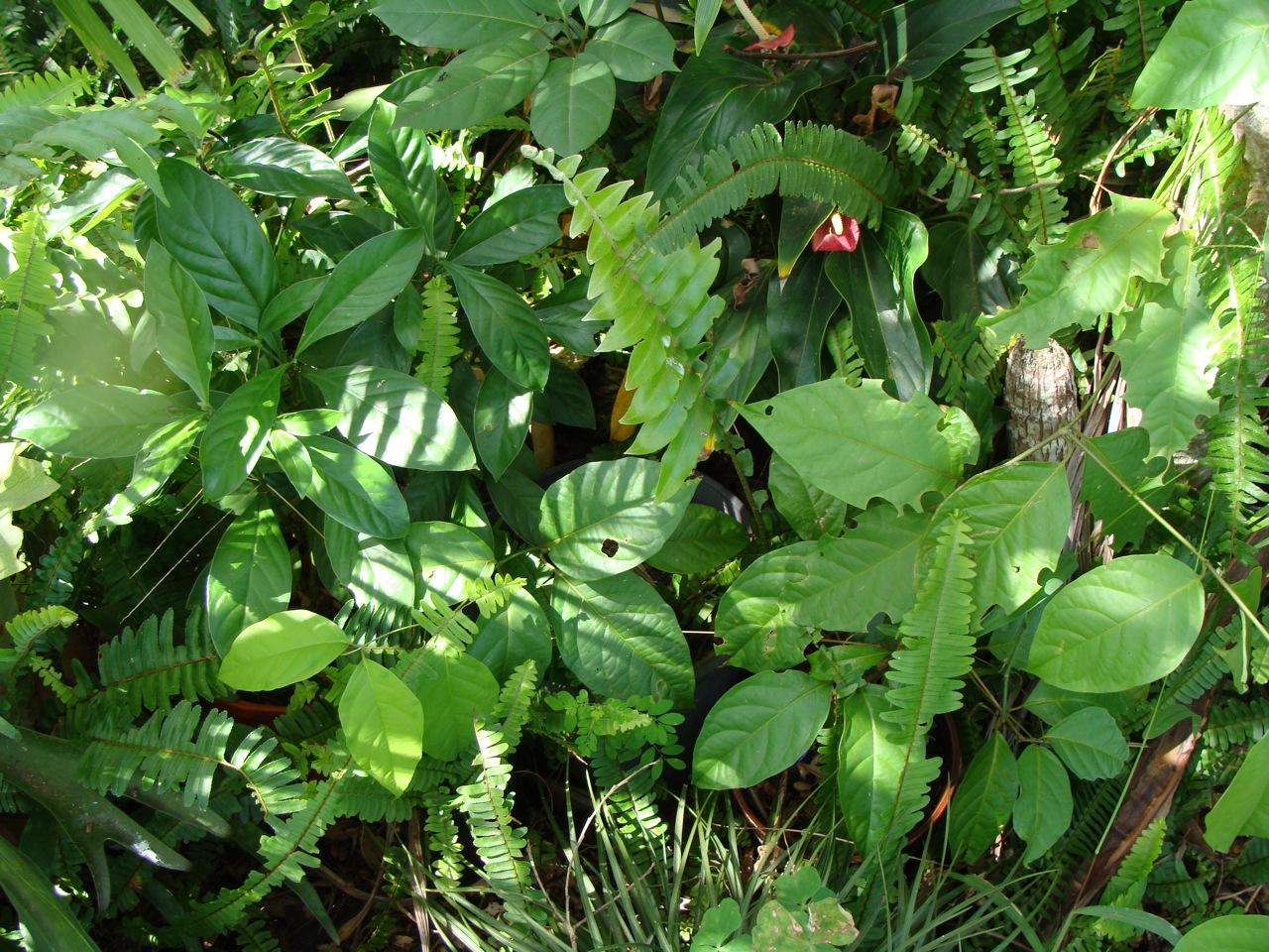 psychotria nexus and banisteriopsis caapi