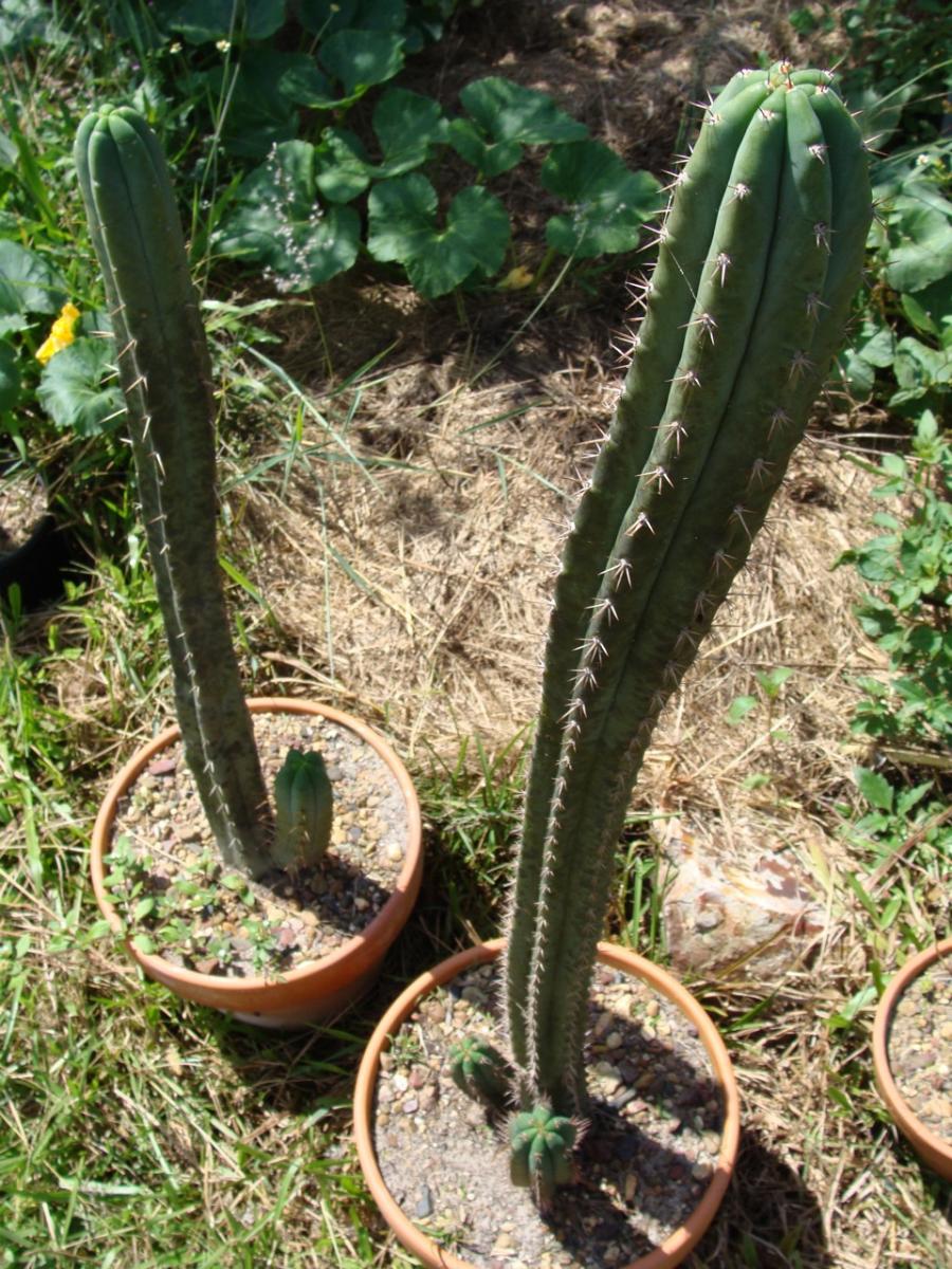 t. bridgesii and t. peruvianus