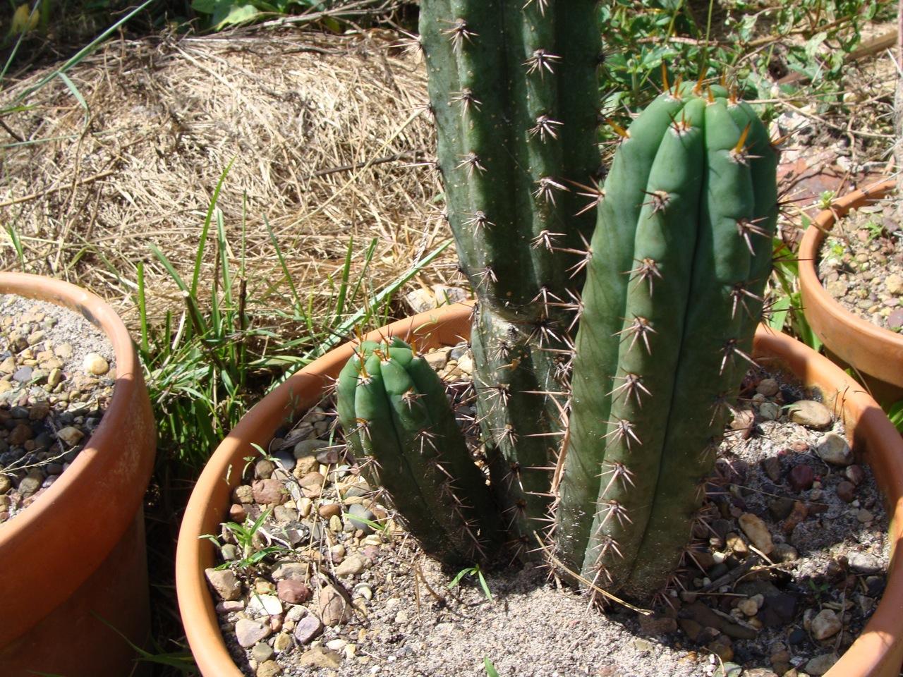 Trichocereus peruvianus "HB01" pups