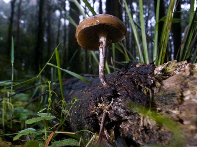 Psilocybe subaeruginosa