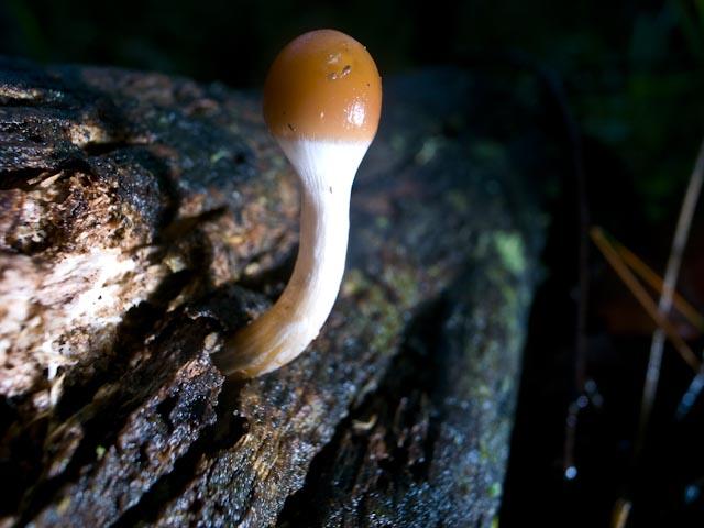 Psilocybe subaeruginosa