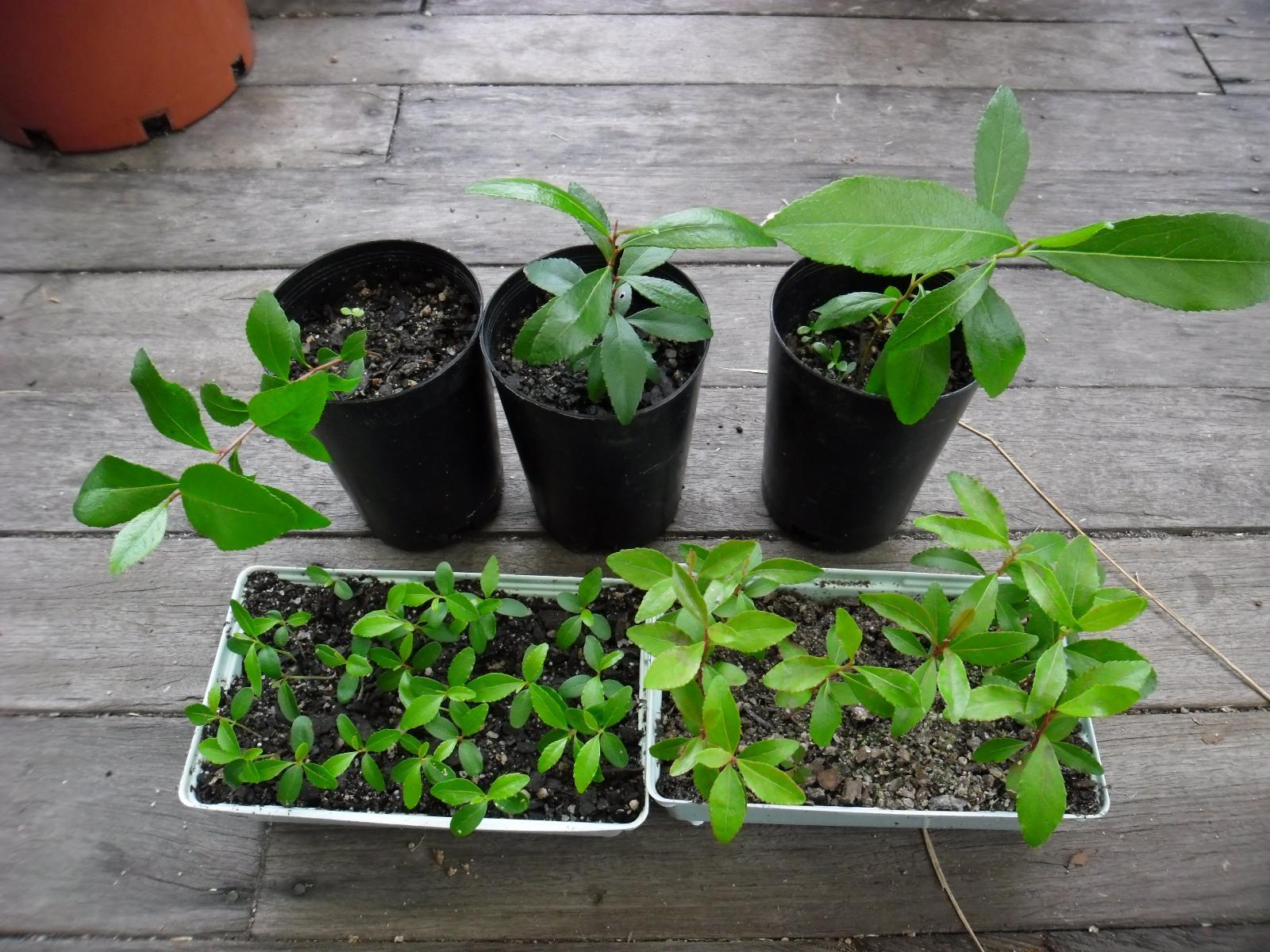 ph x open catha edulis seedlings