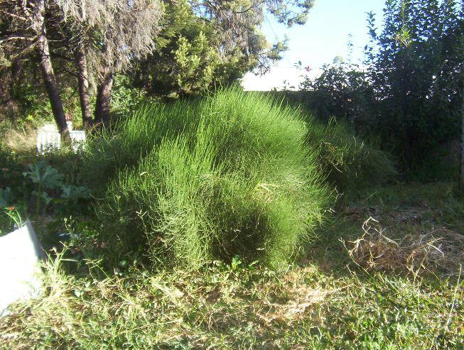 oz grown ephedra major