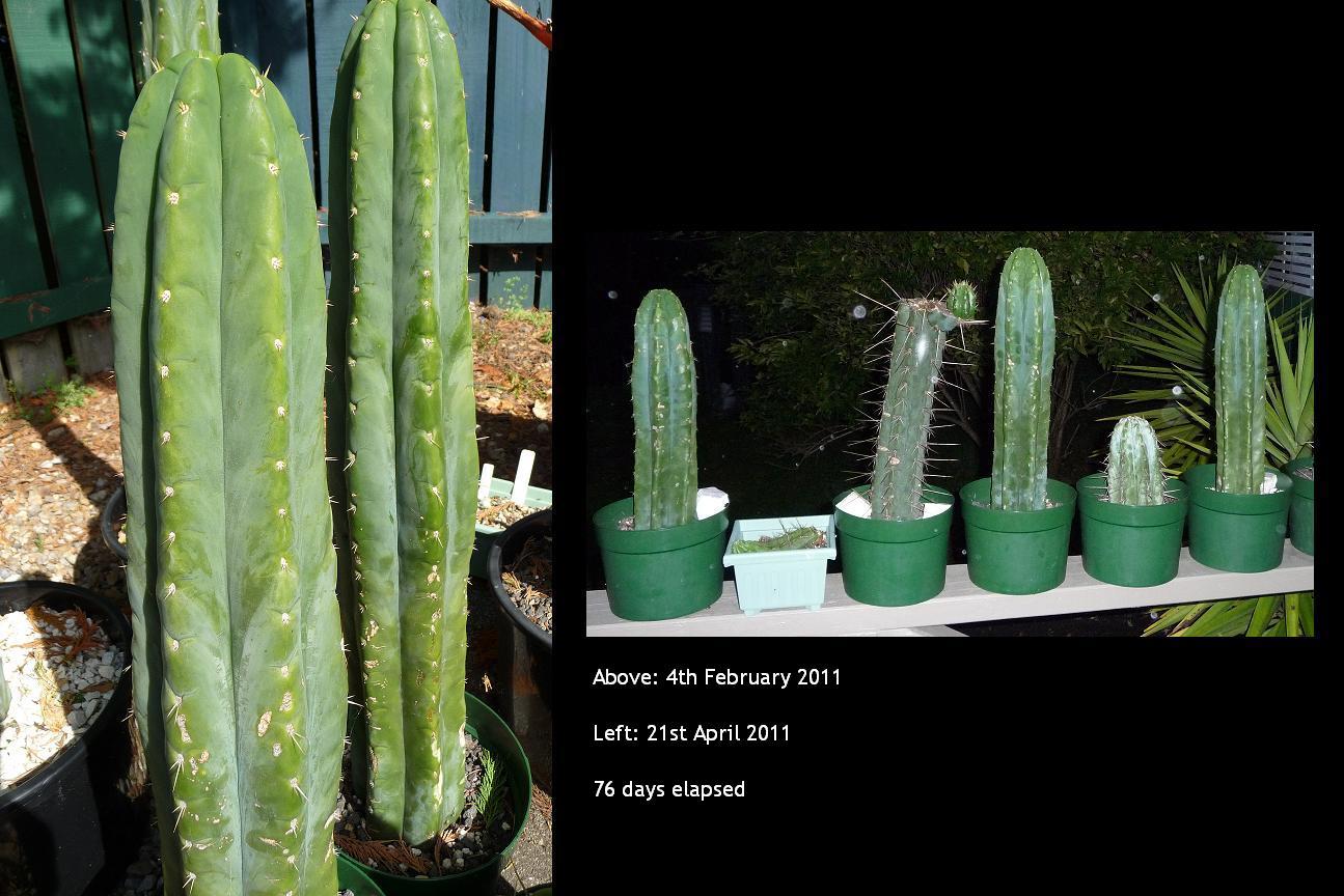 Growth difference photo for my favourite pachanoi clone
