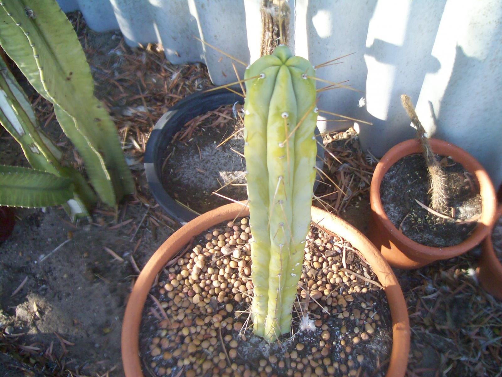 More information about "bridgesii"
