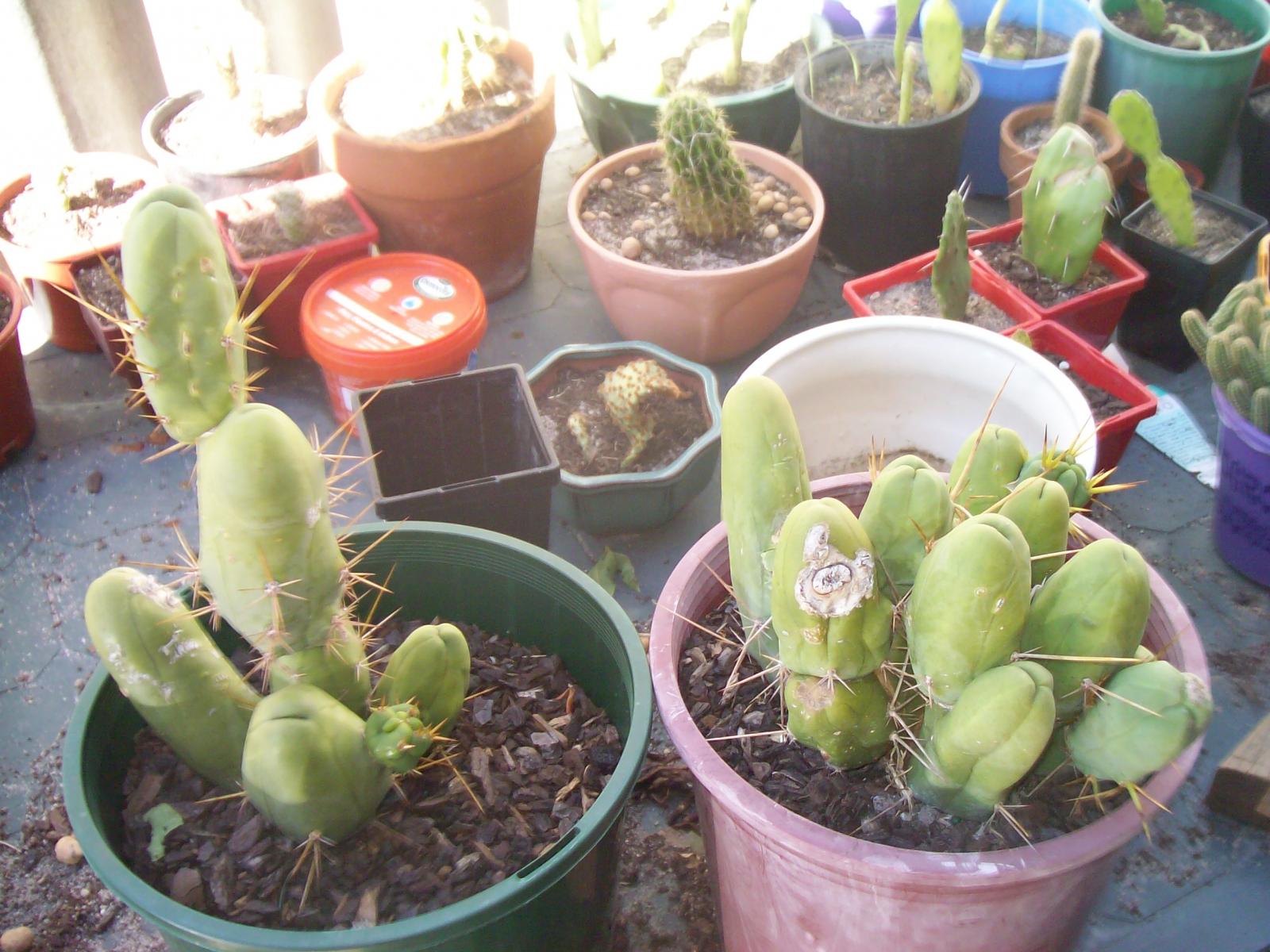 penis plant 004.JPG