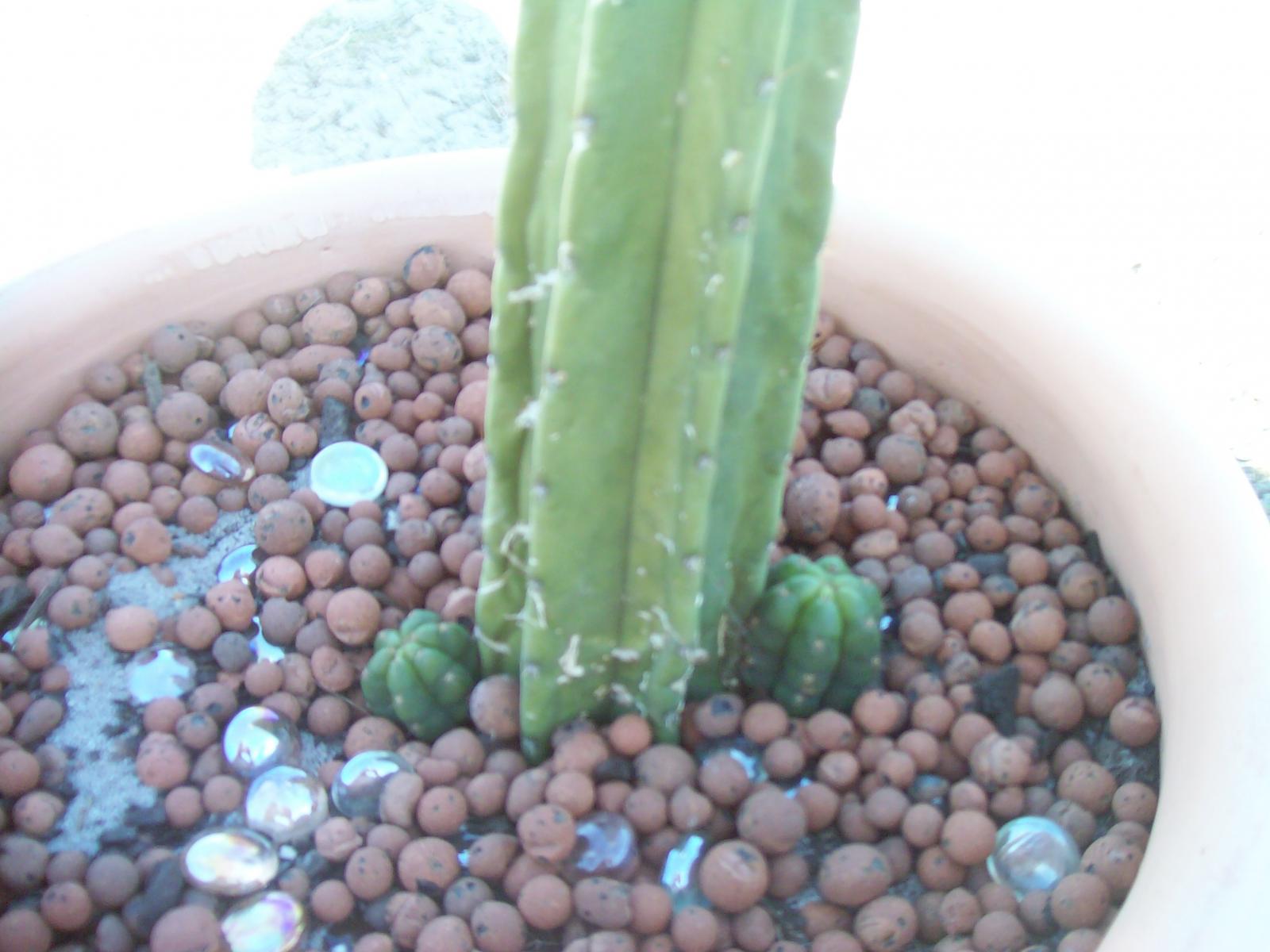 t. bridgesii