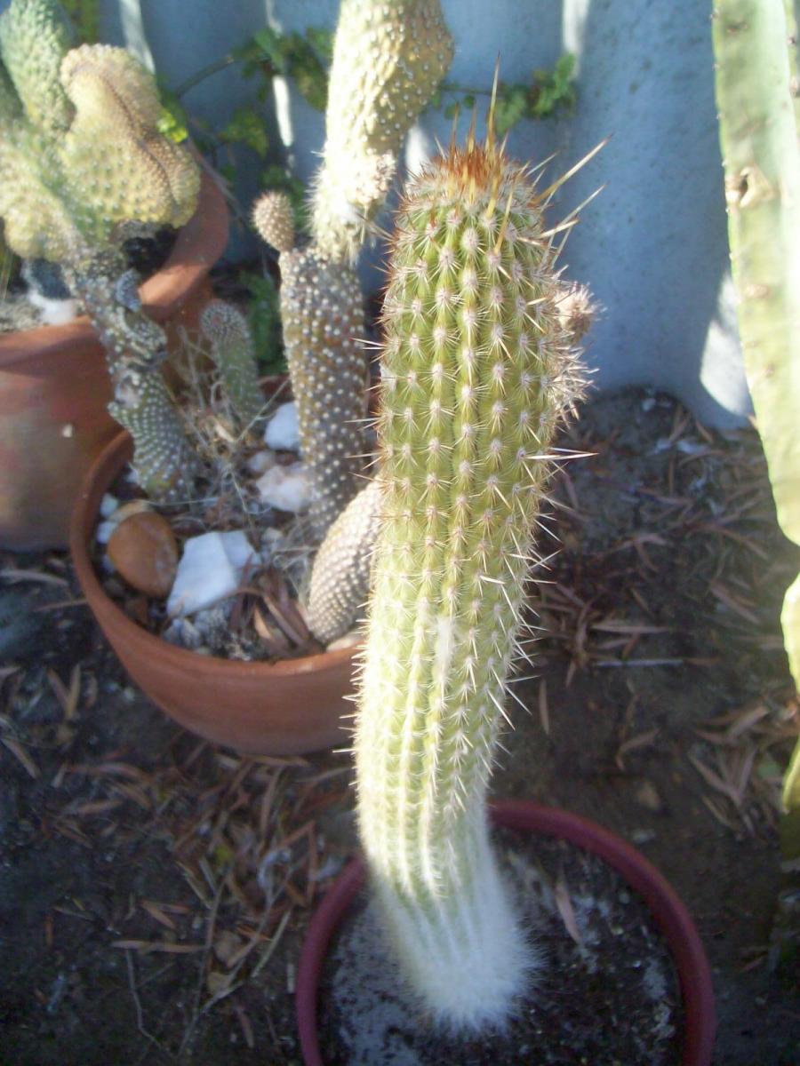 any 1 know what type of cacti this is?